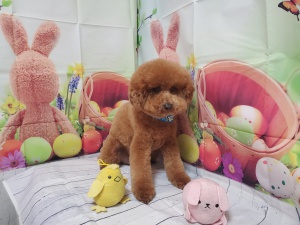 てんてんくん