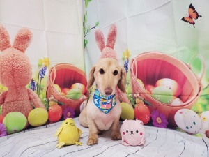 ジョブちゃん