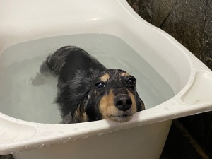 メルモちゃん