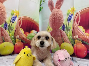 フクちゃん