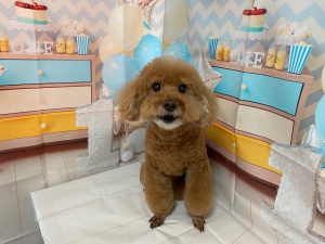 チョコくん