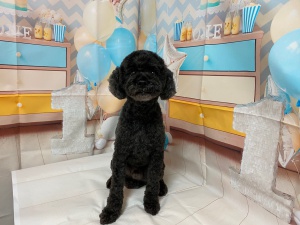 ポポくん