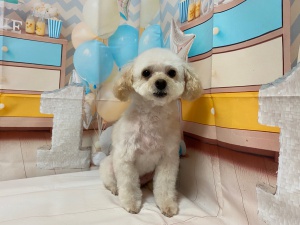 ヒメちゃん