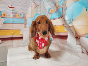 ミッキーくん