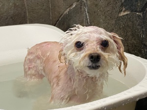 ヒメちゃん